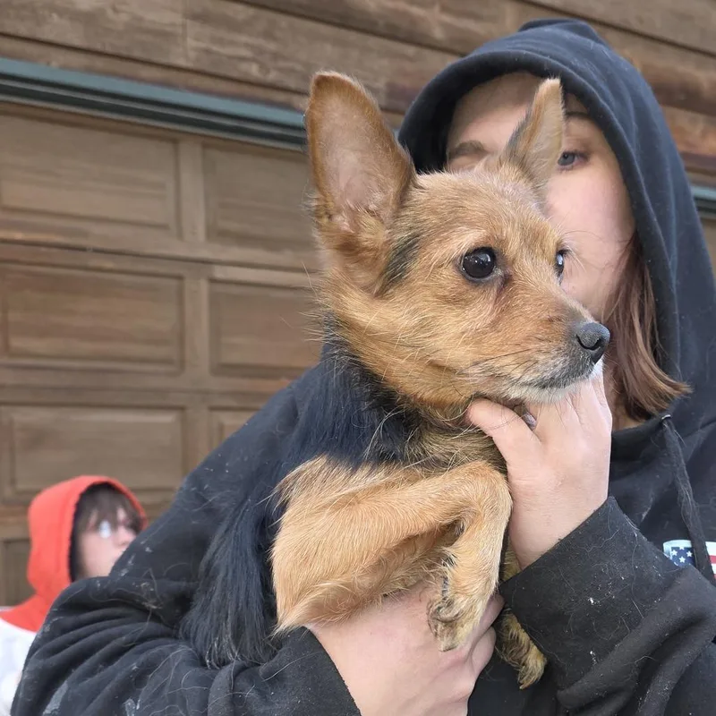 A senior small-sized male Brown / Chocolate Mixed Breed dog named Chandler for adoption in Klamath Falls, OR