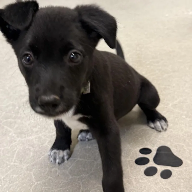 Pepper thumbnail 4