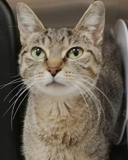 An adult medium-sized female Domestic Short Hair cat named Eve for adoption in Fishers, IN