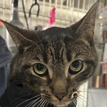 An adult medium-sized male Brown / Chocolate Domestic Short Hair cat named Wyatt for adoption in New York, NY