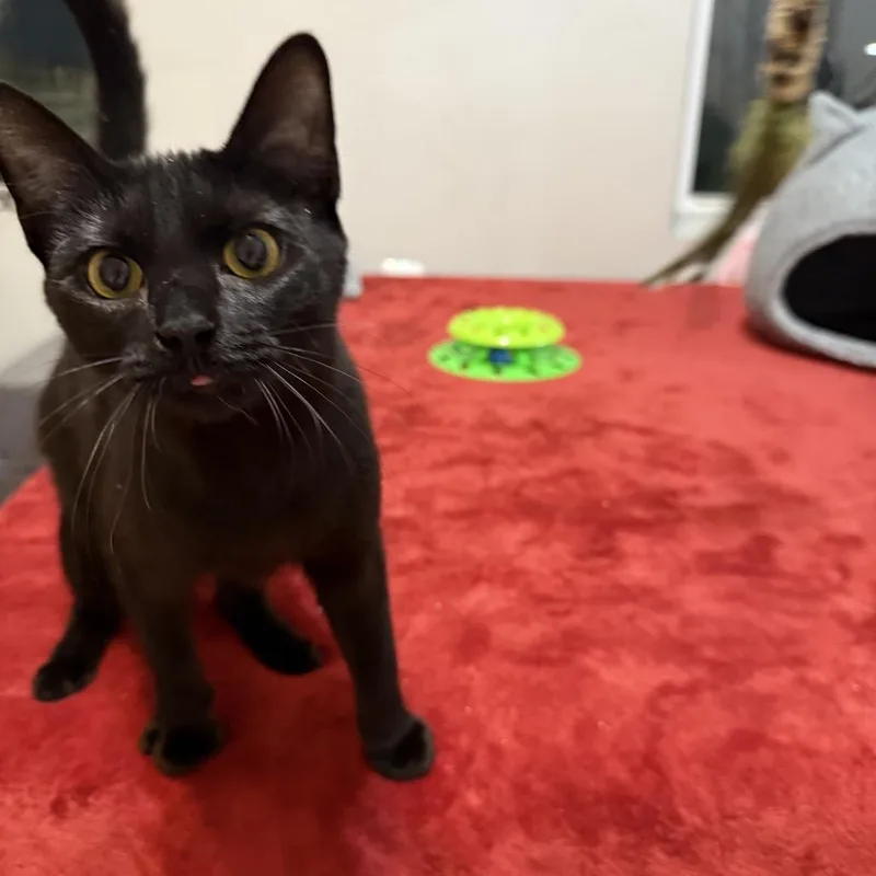 Morticia thumbnail 2