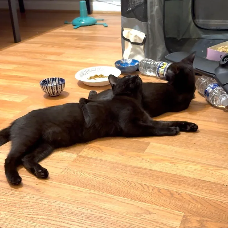 Morticia thumbnail 3