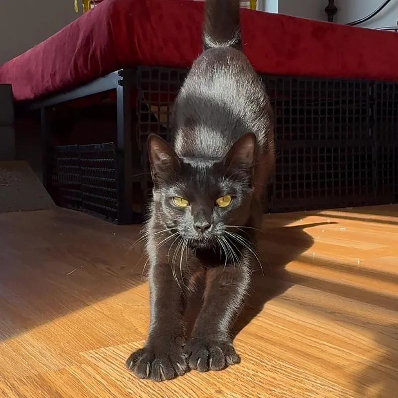 Morticia thumbnail 4