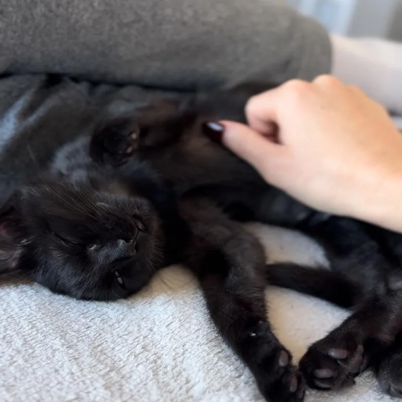 Morticia thumbnail 5