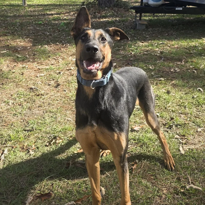 An adult large-sized male Doberman Pinscher dog named Jupiter for adoption in Magnolia, TX