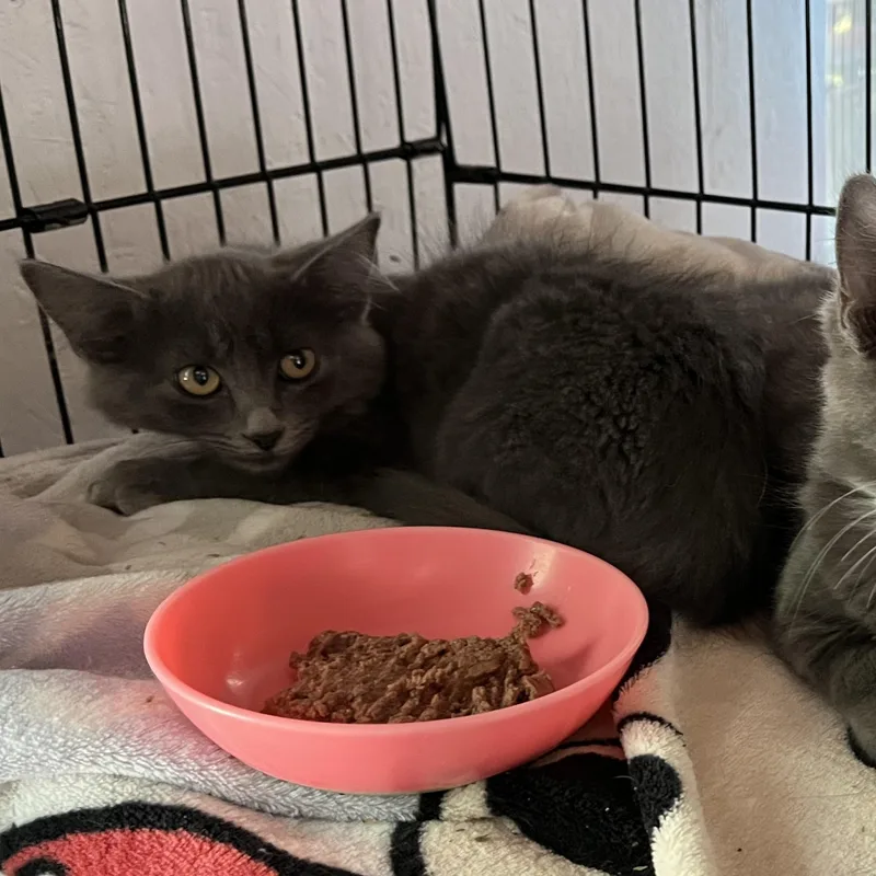 A baby small-sized female Gray / Blue / Silver Domestic Short Hair cat named Mystic for adoption in Wells, ME