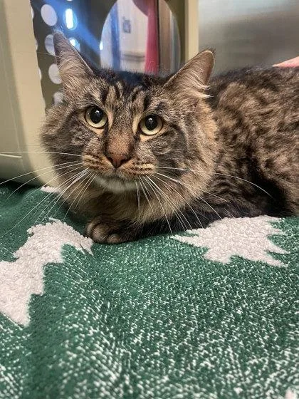 An adult large-sized male Domestic Long Hair cat named Pinto Bean for adoption in Irving, TX