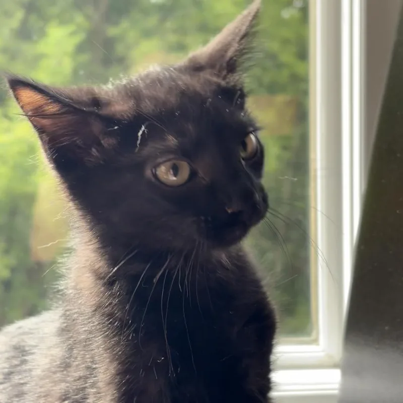 A baby small-sized male Black Domestic Short Hair cat named Sun for adoption in South Elgin, IL