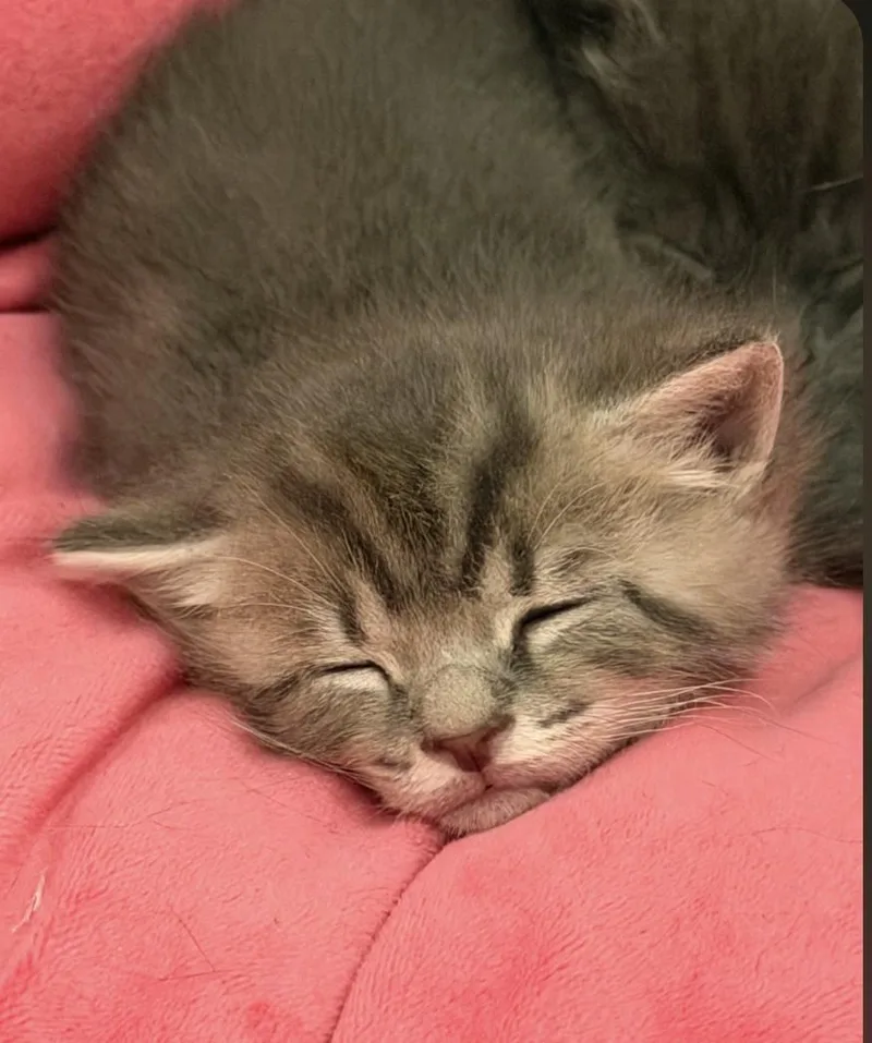 Willow thumbnail 2