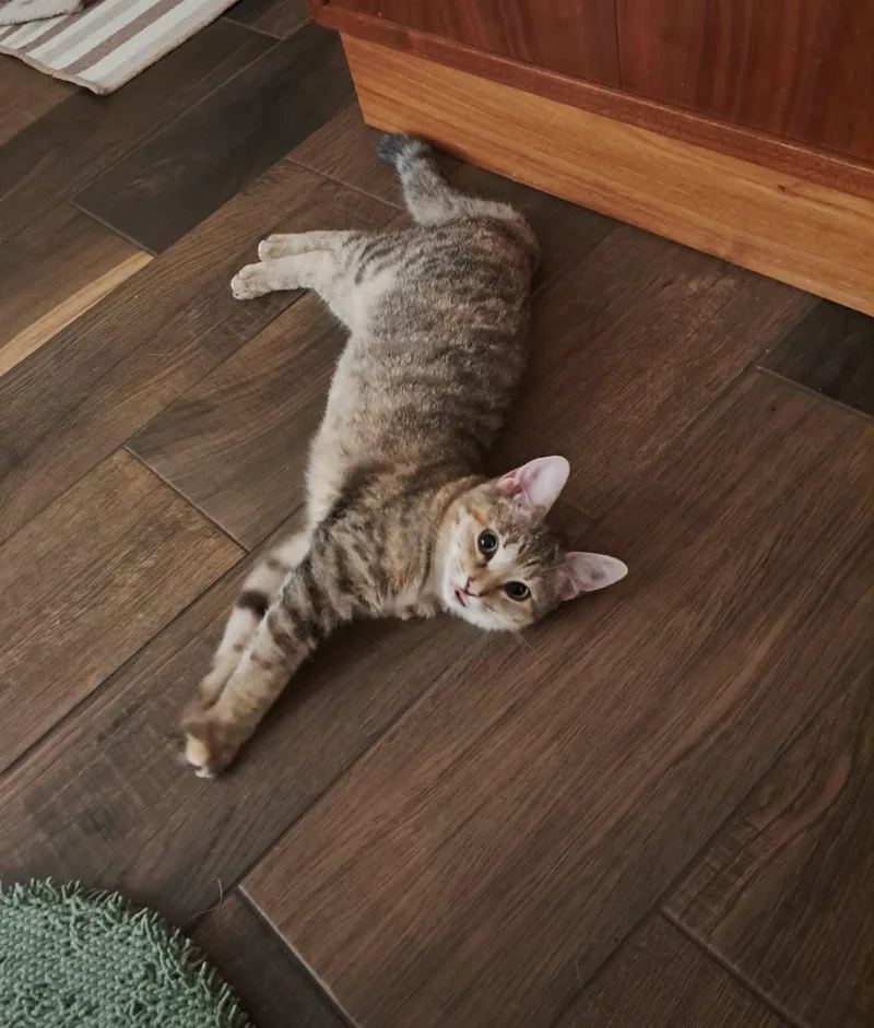 Chicha =^.^= thumbnail 2