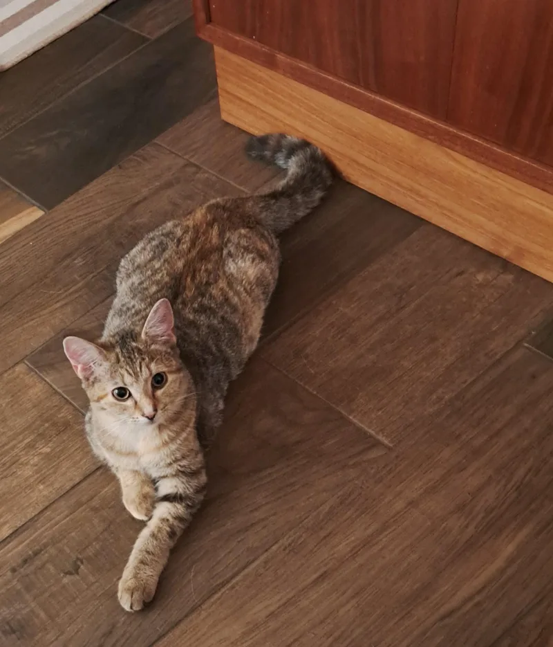 Chicha =^.^= thumbnail 3