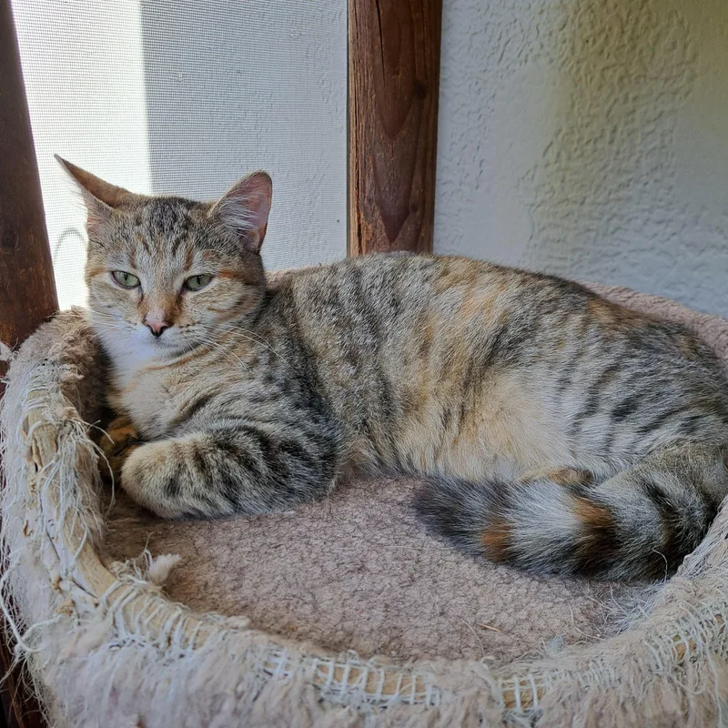 Chicha =^.^= thumbnail 4