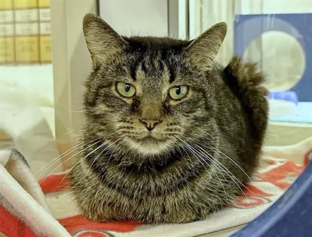 An adult medium-sized male Domestic Medium Hair cat named Addison for adoption in Saint Louis, MO