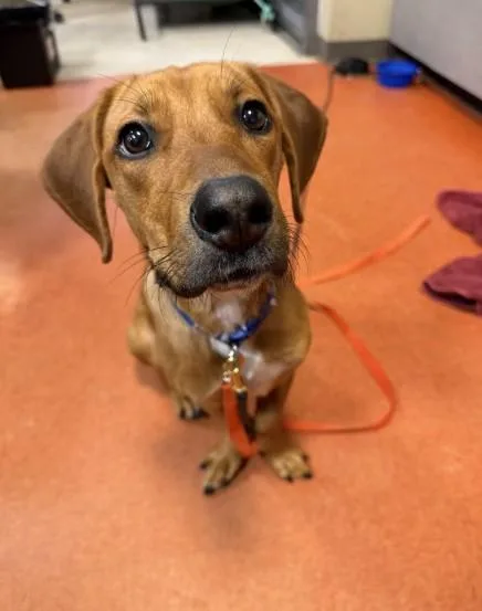 A young medium-sized female Mixed Breed dog named Copper for adoption in Jacksonville, FL