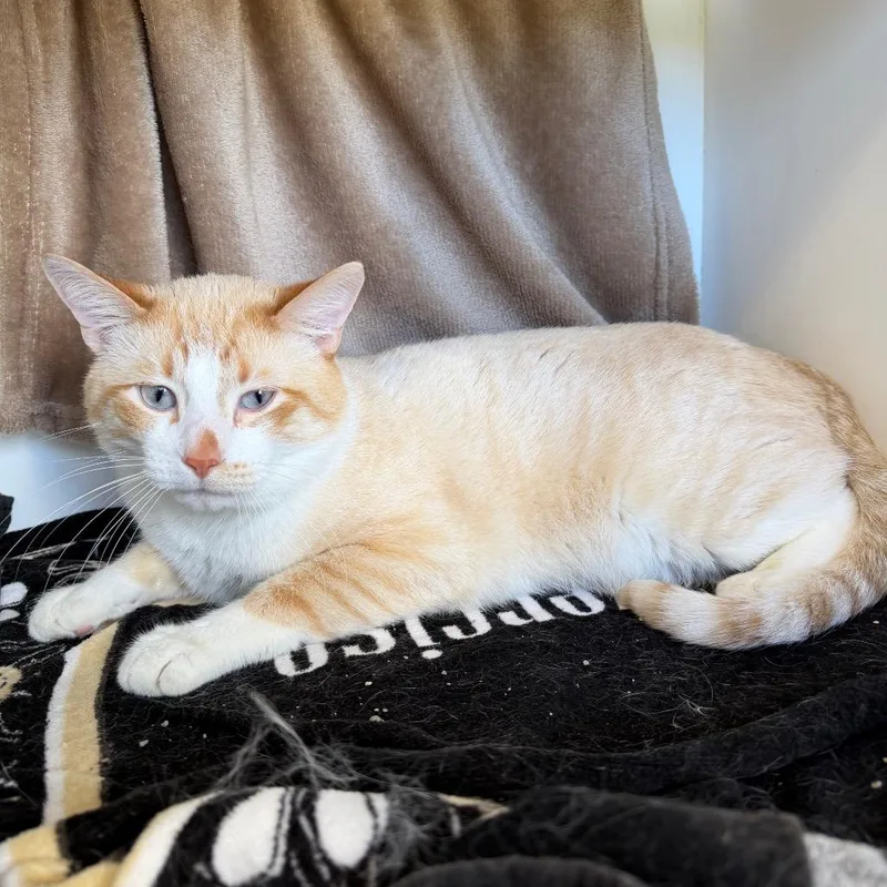 An adult large-sized male Domestic Short Hair cat named Felix for adoption in Council Bluffs, IA