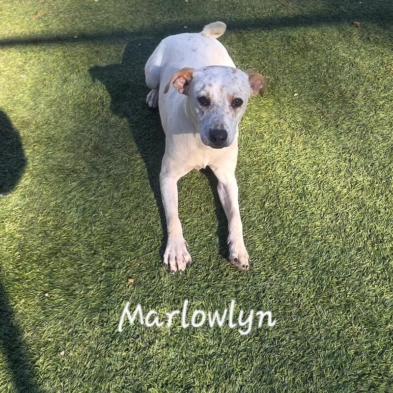 Marlowlyn thumbnail 3