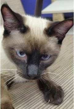 Cosmo And Snowdrop thumbnail 2