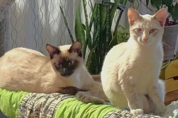 Cosmo And Snowdrop thumbnail 3