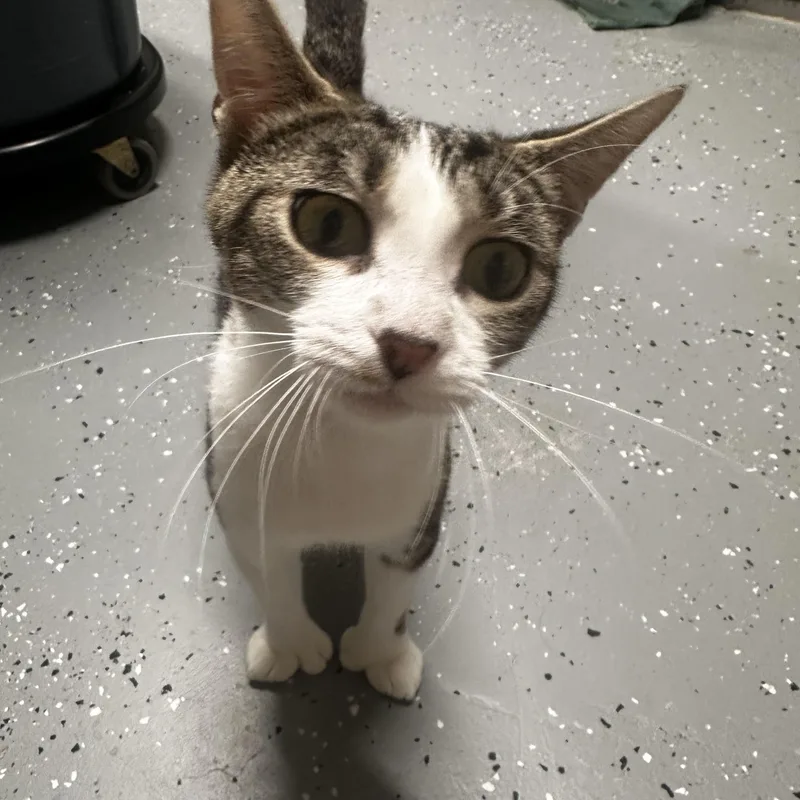 A young small-sized female Gray & White Domestic Short Hair cat named Saffron for adoption in North East, MD