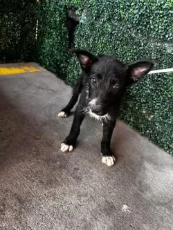 A baby small-sized male Black Terrier dog named 61296719 for adoption in El Paso, TX