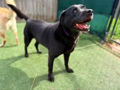 An adult large-sized male Black Labrador Retriever dog named Coffee for adoption in Liverpool, TX