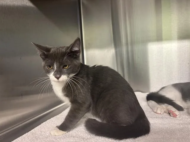 A baby medium-sized male Domestic Short Hair cat named Neo for adoption in Grand Prairie, TX