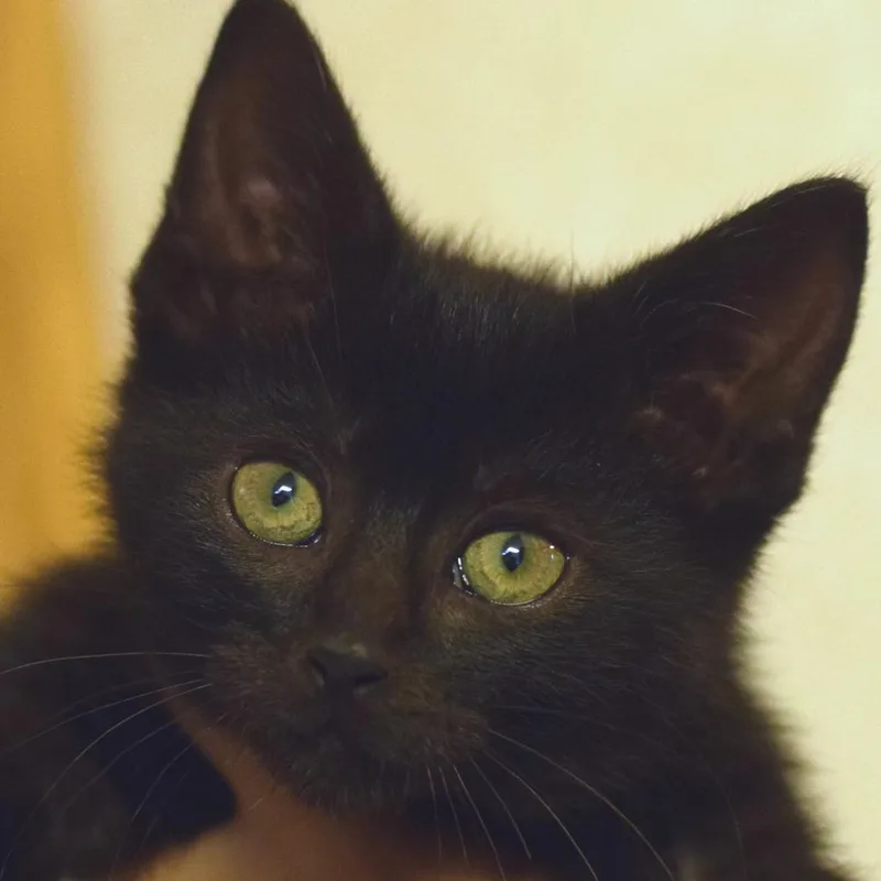 A baby small-sized male Black Domestic Short Hair cat named Jax for adoption in Belleville, IL