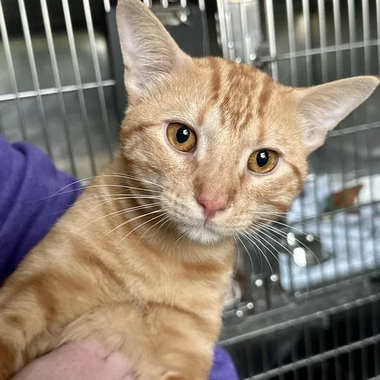 An adult medium-sized male Orange / Red Domestic Short Hair cat named Oscar for adoption in Matteson, IL