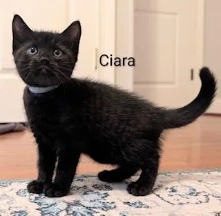 Ciara thumbnail 3