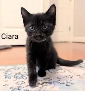 Ciara thumbnail 4