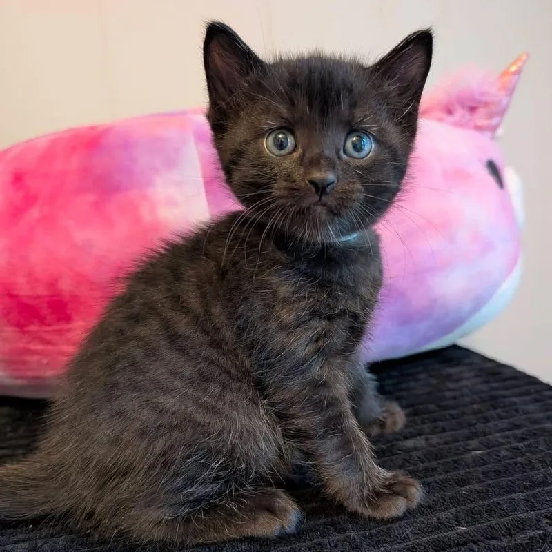 A baby medium-sized female Black Domestic Short Hair cat named Ciara for adoption in Southern Pines, NC