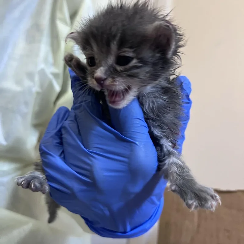 A baby small-sized female Gray / Blue / Silver Domestic Medium Hair cat named Foal for adoption in Branford, CT