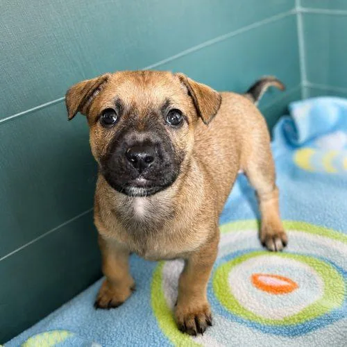 A baby small-sized female Brindle Terrier dog named Aggie for adoption in Lathrop, CA