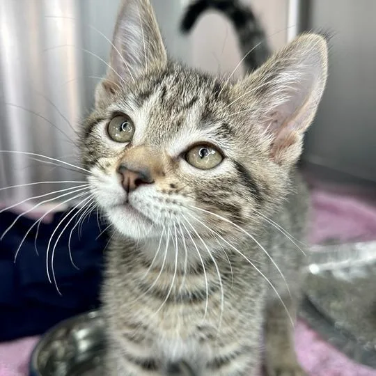 A baby small-sized male Brown / Chocolate Domestic Short Hair cat named Clark for adoption in Matteson, IL