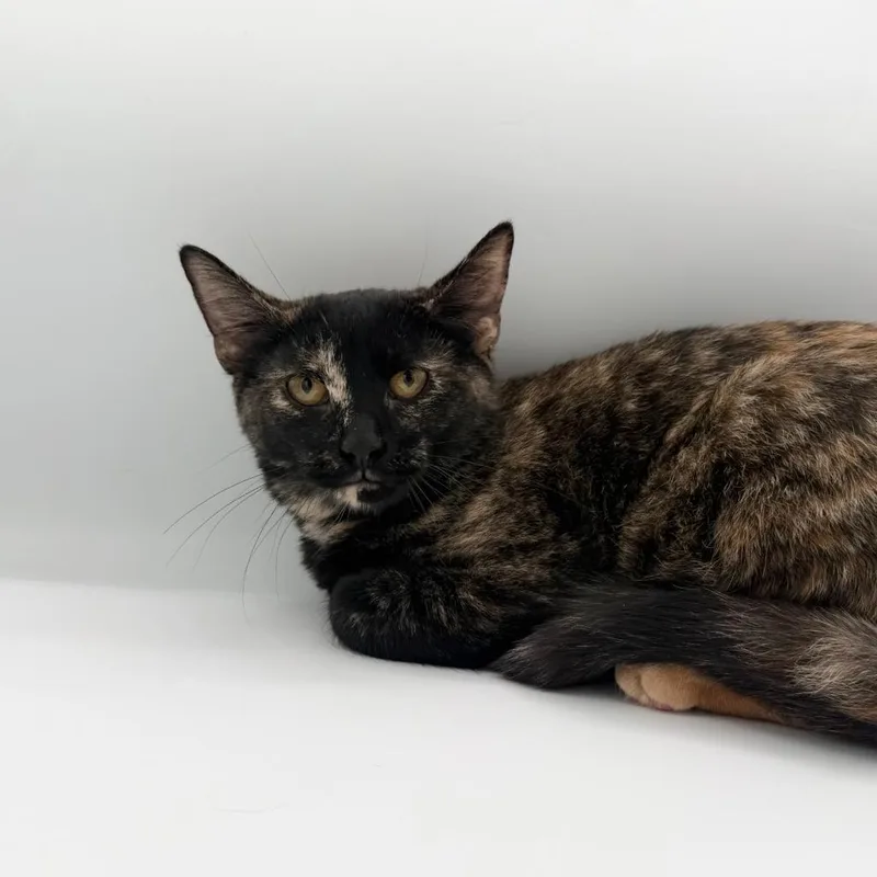 A baby small-sized female Domestic Short Hair cat named Spectre for adoption in State College, PA