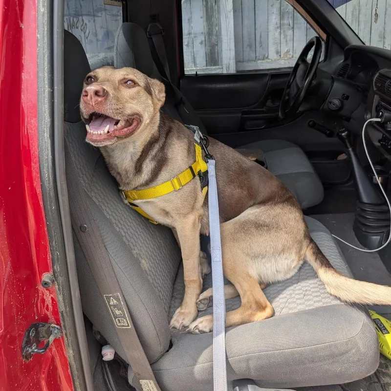 A young medium-sized female Brown / Chocolate Mixed Breed dog named Penny for adoption in Mentor, OH