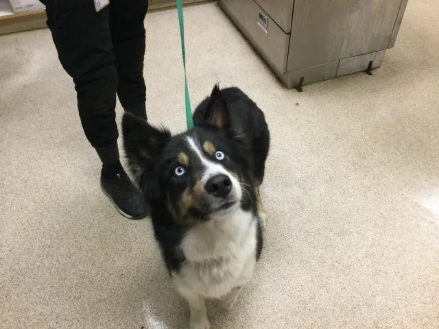 A young large-sized female Border Collie dog named Sky for adoption in Riverside, CA