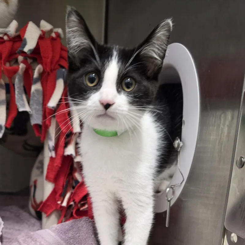 A baby small-sized male Black Domestic Short Hair cat named Lenny James for adoption in Fort Wayne, IN