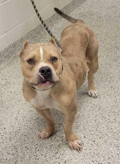 An adult large-sized female Yellow / Tan / Blond / Fawn Pit Bull Terrier dog named Honey Bee for adoption in Kansas City, MO