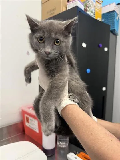 A baby medium-sized male Domestic Short Hair cat named Lucky Louie for adoption in West Chester, PA