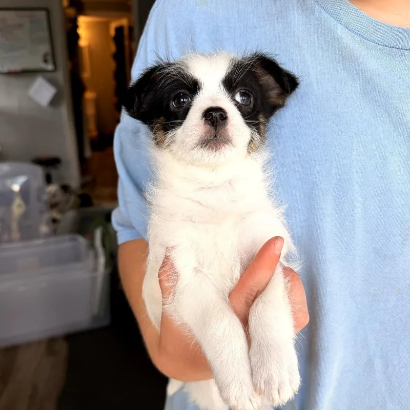 A baby small-sized female White / Cream Chihuahua dog named Harley for adoption in Trenton, GA