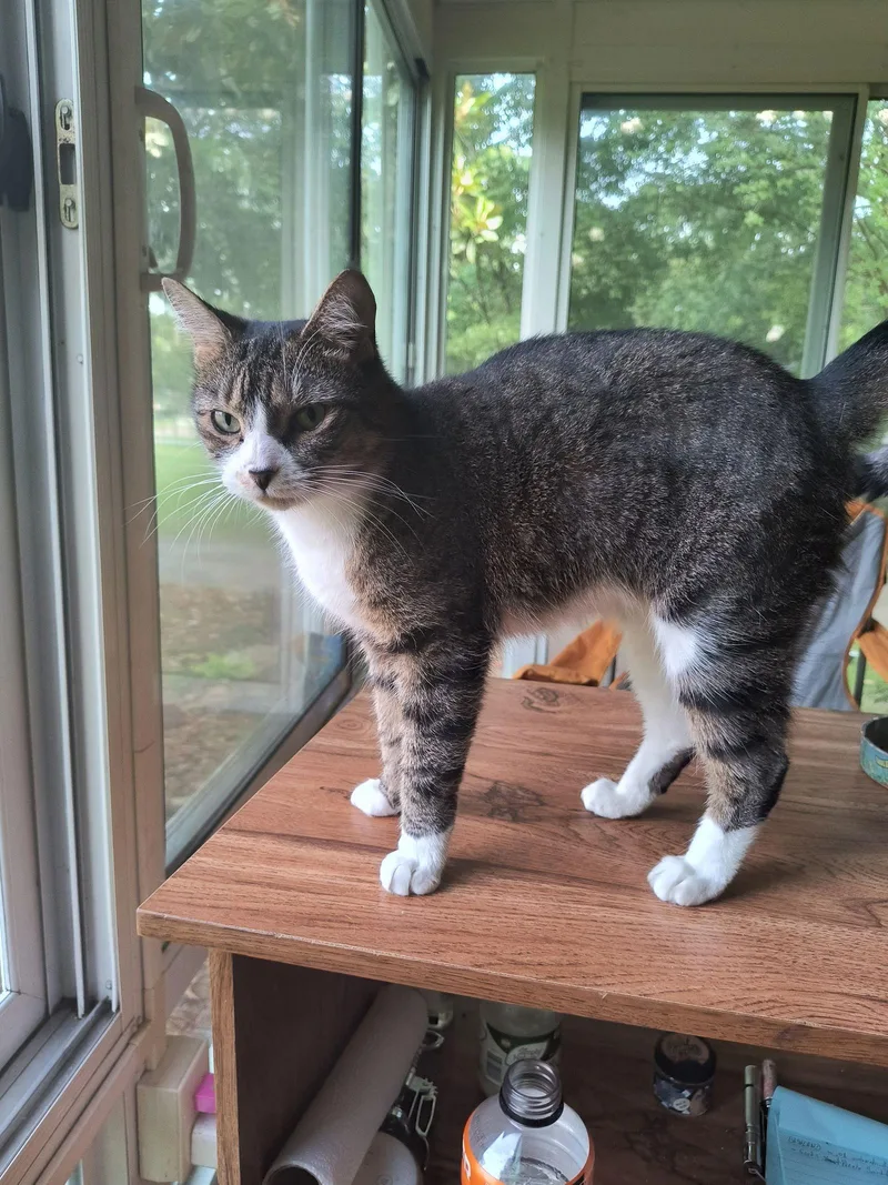 A young medium-sized female Domestic Short Hair cat named Hope for adoption in Camden, SC
