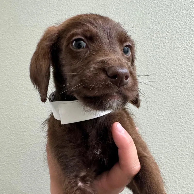 A baby medium-sized male Brown / Chocolate Doberman Pinscher dog named Doodle for adoption in Las Vegas, NV
