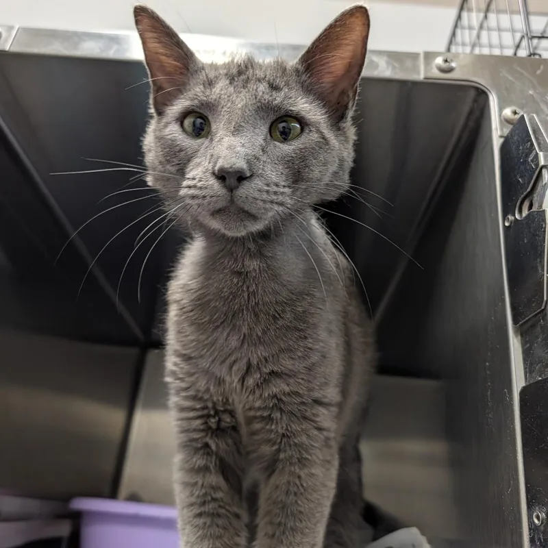 An adult medium-sized male Gray / Blue / Silver Domestic Short Hair cat named Eustace for adoption in Ardmore, OK
