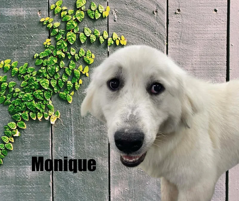 Monique
