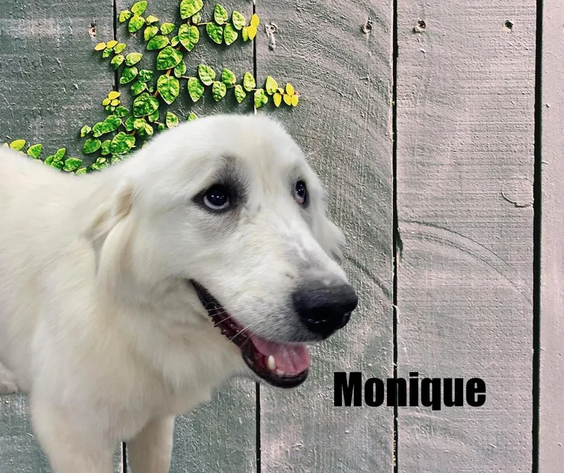 Monique thumbnail 2