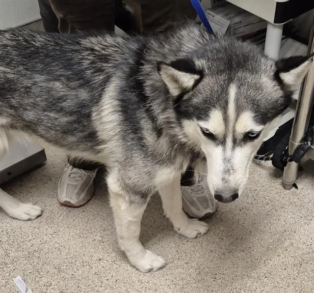 An adult medium-sized male Siberian Husky dog named Blue for adoption in Bakersfield, CA