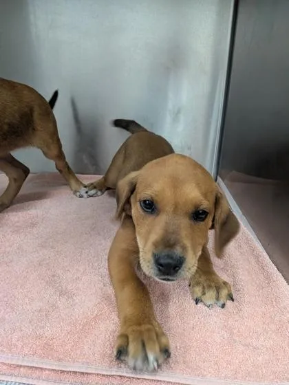 A baby small-sized male Mixed Breed dog named Richie for adoption in Louisburg, NC