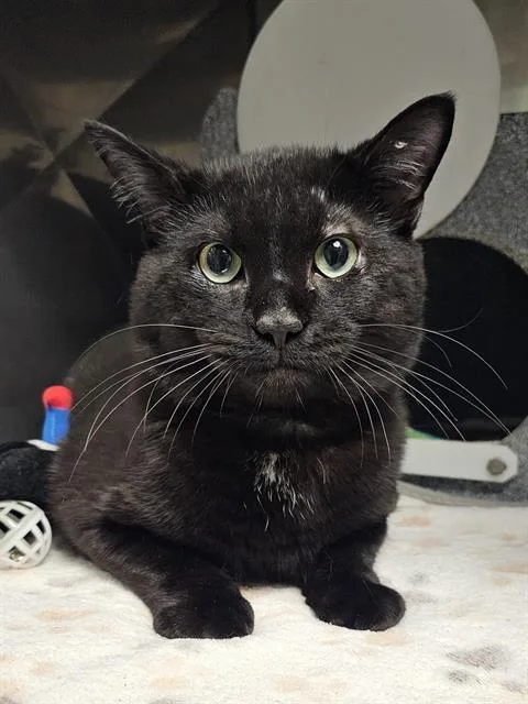 A young medium-sized male Black & White / Tuxedo Domestic Short Hair cat named Griswald for adoption in Clyde, NC