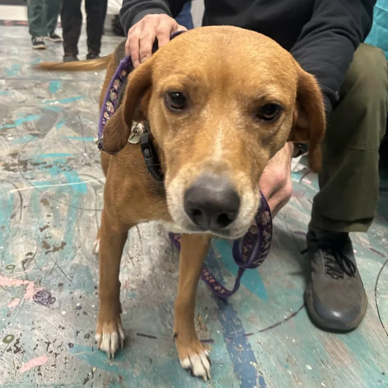 An adult medium-sized female Yellow / Tan / Blond / Fawn Treeing Walker Coonhound dog named Oakley for adoption in Coos Bay, OR